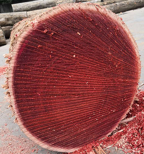 非洲菠蘿格 非洲菠蘿格